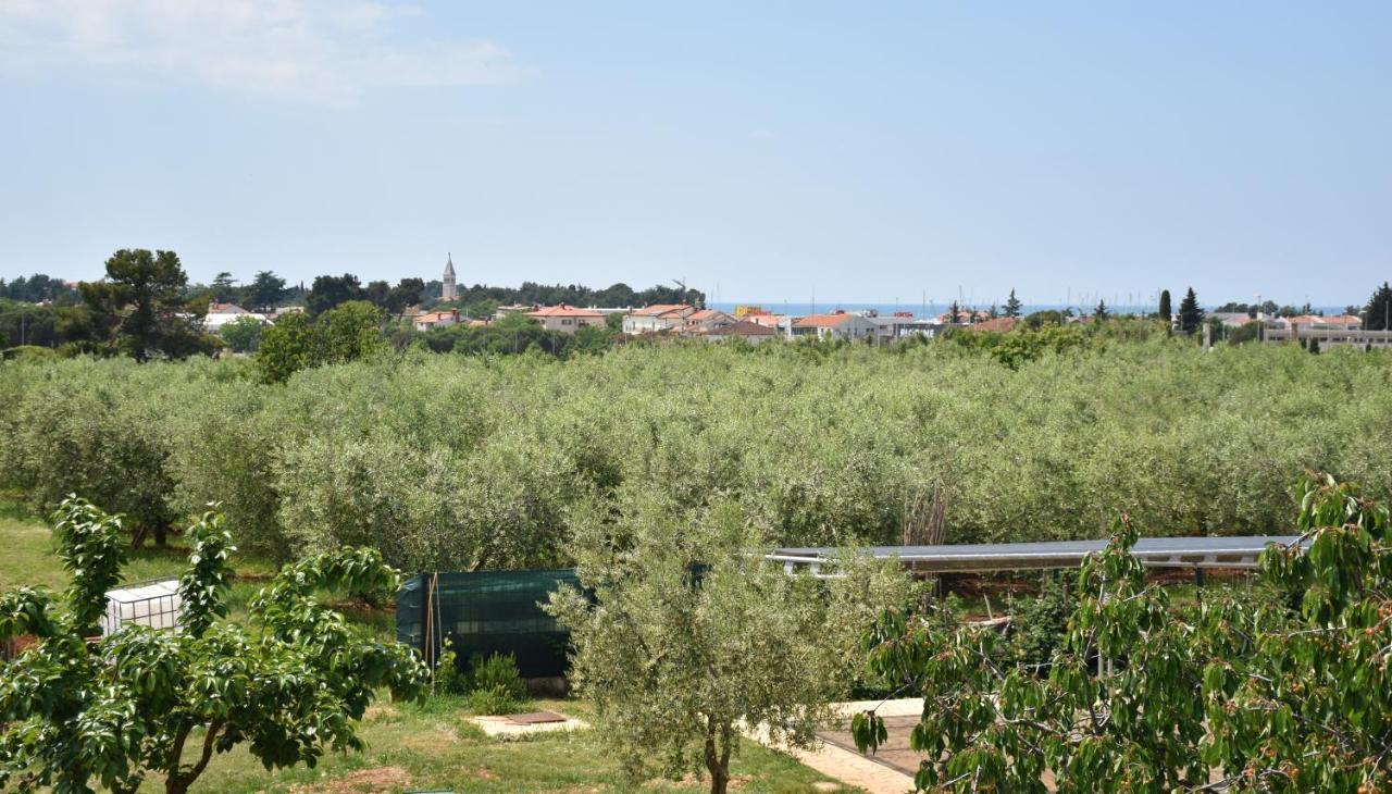 Apartmani Diana Novigrad  Bagian luar foto